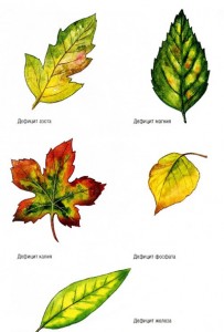 mikroelementyi-dlya-rasteniy mikroelementyi-dlya-rasteniy